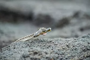 Galapagos racer (Alsophis biserialis) catching blenny in tidal zone, Cape Douglas