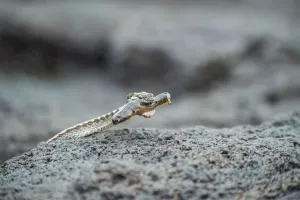 Fernandina Island Prints: Galapagos racer (Alsophis biserialis) catching blenny in tidal zone, Cape Douglas