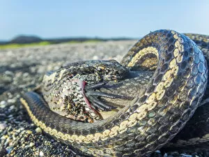 Alsophis Biserialis Gallery: Galapagos racer snake (Pseudalsophis biserialis) feeding on marine iguana hatchling
