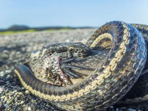 Fernandina Island Prints: Galapagos racer snake (Pseudalsophis biserialis) feeding on marine iguana hatchling