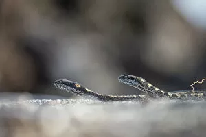 Galapagos racer snakes (Pseudalsophis biserialis) patroling the beach in search of prey
