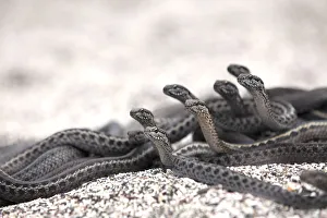 Colubridae Prints: Galapagos racer snakes (Pseudalsophis biserialis) group alert watching for prey on beach
