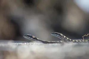 Fernandina Island Prints: Galapagos racer snakes (Pseudalsophis biserialis) patroling the beach in search of prey
