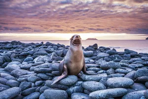 Zalophus Prints: Galapagos Sea Lion (Zalophus californianus wollebacki) resting on rocks at sunset on North Seymour Island