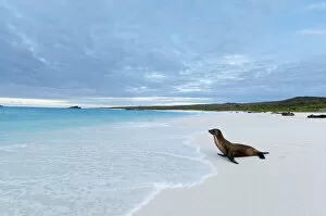 Alone Gallery: Galapagos sea lion (Zalophus wollebaeki) looking out to sea on sandy beach. Endangered