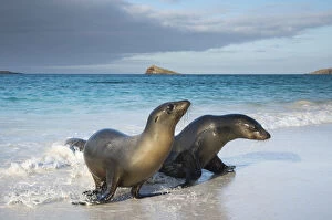 Images Dated 15th June 2013: Galapagos sea lion (Zalophus wollebaeki) emerging from water, Galapagos