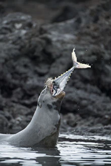 2018 October Highlights Gallery: Galapagos sea lion (Zalophus wollebaeki) hunting tuna