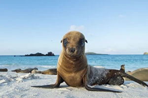 Images Dated 13th February 2015: Galapagos sea lion (Zalophus wollebaeki) juvenile on beach, Galapagos