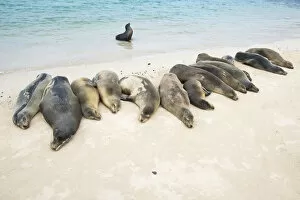 Images Dated 13th February 2015: Galapagos sea lion (Zalophus wollebaeki) group on beach, Galapagos