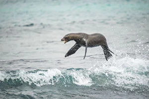 Images Dated 22nd November 2019: Galapagos sea lion (Zalophus wollebaeki) jumping out of Pacific ocean. Sombrero Chino