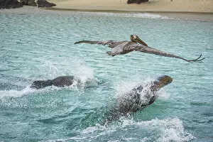 Images Dated 16th June 2020: Galapagos sea lion (Zalophus wollebaeki) and Brown pelican (Pelecanus occidentalis