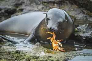 Galapagos sea lion (Zalophus wollebaeki) inquisitive pup playing with Sally Lightfoot
