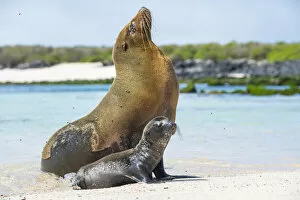 Galapagos sea lion (Zalophus wollebaeki) mother with newborn pup sitting on beach