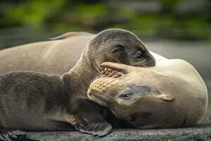 Images Dated 27th November 2021: Galapagos sea lion (Zalophus wollebaeki) mother playing with pup, Santiago Island