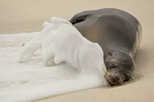 Images Dated 10th November 2022: Galapagos sea lion (Zalophus wollebaeki) resting on beach getting caught in foamy tide