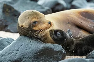 Female Animal Gallery: Galapagos sea lion (Zalophus wollebaeki) female with pup lying on rocks, Espanola Island