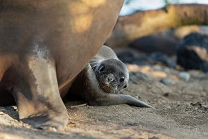 August 2023 Highlights Collection: Galapagos sea lion (Zalophus wollebaeki) newborn pup resting head on mothers flipper on beach