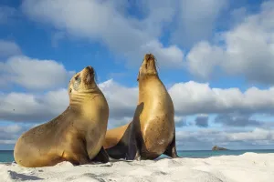 Two Galapagos sea lion (Zalophus wollebaeki) basking in the sun, Espanola Island