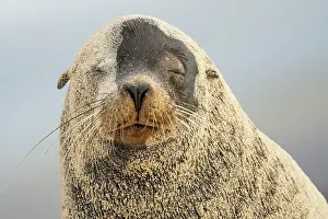 Eared Seal Prints: Galapagos sea lion (Zalophus wollebaeki) covered in sand