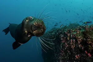 Best of 2022 Gallery: Galapagos sea lion (Zalophus wollebaeki) diving, Wolf Island, Galapagos Islands, Pacific Ocean