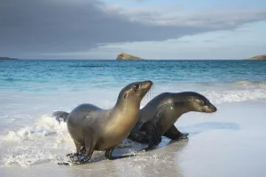 Horizon Prints: Galapagos sea lion (Zalophus wollebaeki) emerging from water, Galapagos