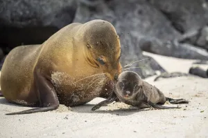Galapagos sea lion (Zalophus wollebaeki) female carrying newborn pup to water to cool