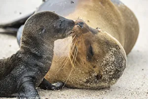 Galapagos sea lion (Zalophus wollebaeki) female with newborn pup, Punta Suarez
