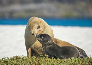 Tenderness Prints: Galapagos sea lion (Zalophus wollebaeki) female and pup, Punta Albemarle, Isabela Island