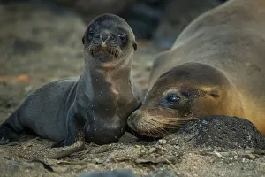 Galapagos sea lion (Zalophus wollebaeki) female with pup, San Cristobal Island, Galapagos