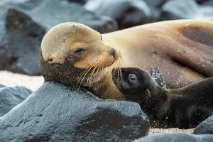 Sealion Prints: Galapagos sea lion (Zalophus wollebaeki) female with pup lying on rocks