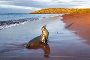 Galapagos sea lion (Zalophus wollebaeki) female on red volcanic beach, Rabida Island