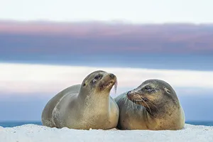 Galapagos sea lion (Zalophus wollebaeki) female and young male, sunset, Mosquera Islet