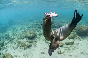 Images Dated 12th June 2020: Galapagos sea lion (Zalophus wollebaeki) hunting, Champion Islet, Floreana Island