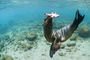 Galapagos sea lion (Zalophus wollebaeki) hunting, Champion Islet, Floreana Island Galapagos sea lion (Zalophus wollebaeki) hunting, Champion Islet, Floreana Island