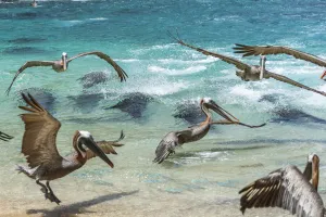 Galapagos sea lion (Zalophus wollebaeki) hunting cooperatively by driving Amberstripe