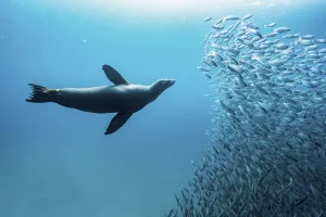 Galapagos sea lion (Zalophus wollebaeki) hunting shoal of Black striped salemas