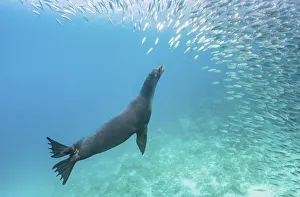Galapagos sea lion (Zalophus wollebaeki) hunting shoal of Black striped salemas