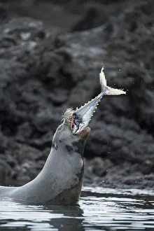 Galapagos sea lion (Zalophus wollebaeki) hunting tuna