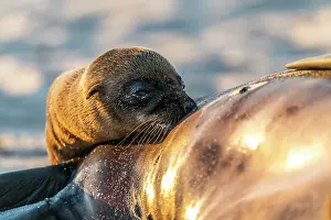 Eared Seal Prints: Galapagos sea lion (Zalophus wollebaeki) infant suckling from female on beach