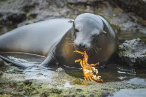 Grapsus Prints: Galapagos sea lion (Zalophus wollebaeki) inquisitive pup playing with Sally Lightfoot