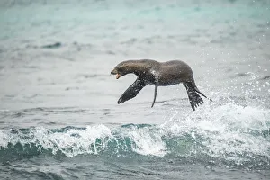 Open Mouth Prints: Galapagos sea lion (Zalophus wollebaeki) jumping out of Pacific ocean. Sombrero Chino