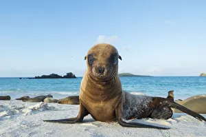 Galapagos sea lion (Zalophus wollebaeki) juvenile on beach, Galapagos