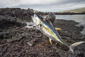 Galapagos sea lion (Zalophus wollebaeki) killing tuna