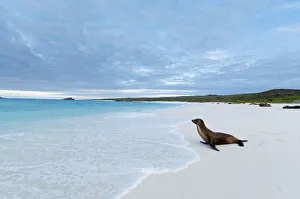 Horizon Prints: Galapagos sea lion (Zalophus wollebaeki) looking out to sea on sandy beach. Endangered