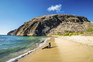 Sandy Beaches Prints: Galapagos sea lion (Zalophus wollebaeki) plays in the surf, San Cristobal Island