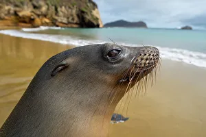 Eared Seal Prints: Galapagos sea lion (Zalophus wollebaeki) portrait. Galapagos Islands, Ecuador