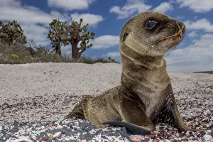 Galapagos sea lion (Zalophus wollebaeki) pup on beach, Floreana Island, Galapagos