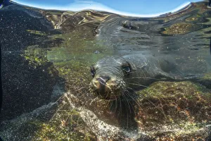 Galapagos sea lion (Zalophus wollebaeki) pup playing in tidepool, Plazas Island