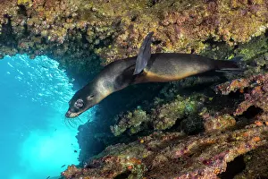 Eared Seal Prints: Galapagos sea lion (Zalophus wollebaeki) pup swimming beneath an overhang