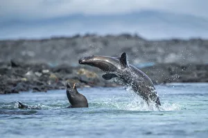 Galapagos sea lion (Zalophus wollebaeki) pups playing in shallows, Sombrero Chino